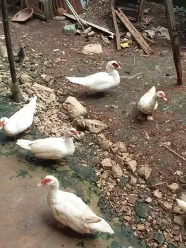 Entok nilla betina sudah pernah bertelur banyak sekali