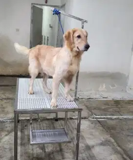 Golden Retriever Female 2 Tahun Stambum Big Bone