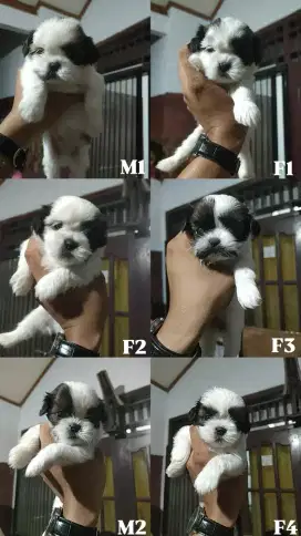 Shihtzu Pure Jantan dan Betina
