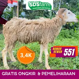 Jual Domba Lokal Murah, Siap Antar