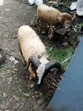 Hewan Qurban Domba Garut