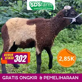 Jual Domba Jawa Gemuk, Harga Murah dan Berkualitas