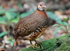 Puyuh Gonggong Kalung Emas Burung Hias