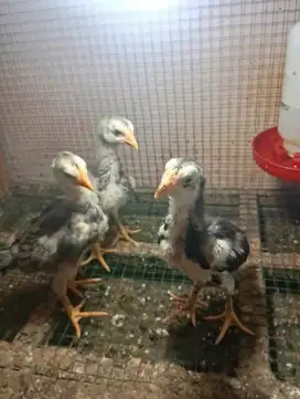 Ayam bangkok anakan umur 1 bulan ada 3 ekor