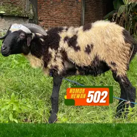 JUAL DOMBA QURBAN IDUL ADHA TERMURAH