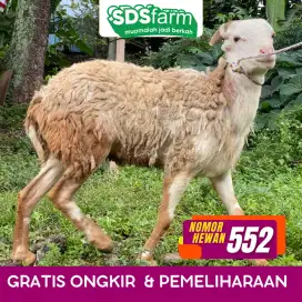 DOMBA HEWAN QURBAN SIAP ANTAR GRATIS ONGKIR SAMPAI RUMAH