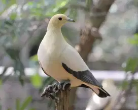 Merpati Hutan Putih Laut