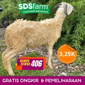 Jual Domba Garut harga nego langsung ke lokasi