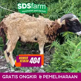 Jual Domba harga terbaik harga nego gratis ongkir