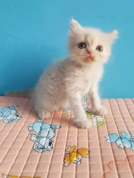 kucing kitten persia