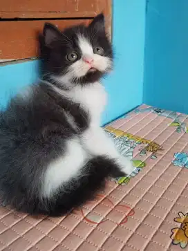 kucing kitten persia