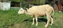 DOMBA QURBAN MURAH GRATIS ONGKIR SAMPAI RUMAH
