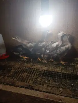 Ayam bangkok anakan ada 5 ekor umur 4 minggu