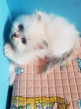 kucing kitten persia