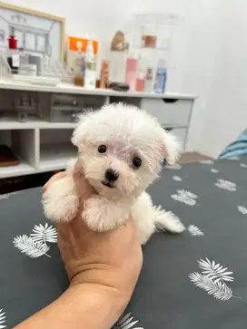 bichon puppy betina teacup ( poodle maltese shitzhu maltipoo)