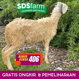 Jual Domba Garut Terbaru Terbaik Terpercaya Harga Nego