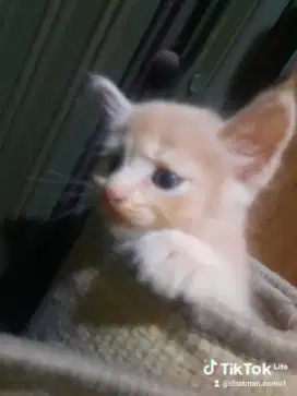 Lepas adop kucing kitten  persia kondisi baik bersih