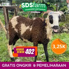 Jual Domba Garut Sangat Layak Qurban