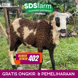 Jual domba adu domba garut gemuk ter cek sehat sangat layak