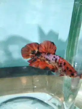 Ikan Giant Nemo Multicolor