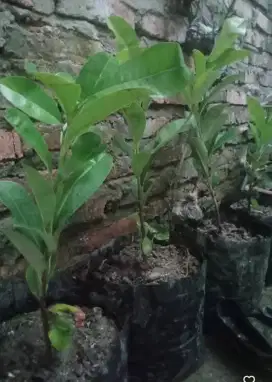 Bibit buah-buahan