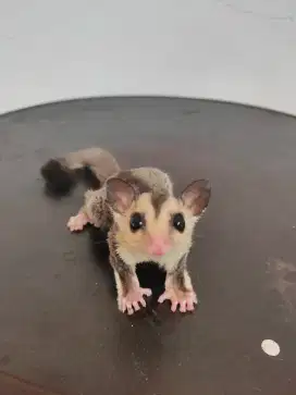 Sugar Glider White face Joy usia 2 bulan (jantan)