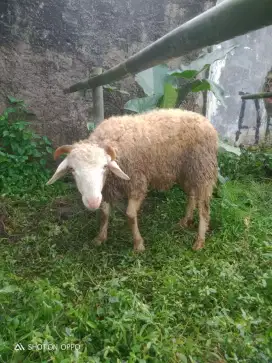 Jual hewan qurban