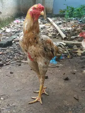 Ayam jantan silangan Shamo Zuchter x Aseel parrot