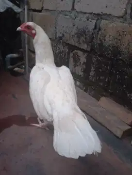Ayam kampung putih betina biang ekor kipas bisa disilang bangkok birma