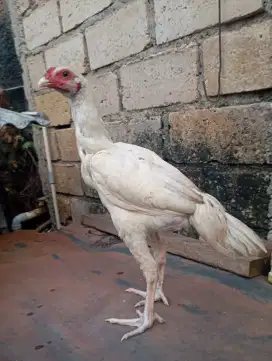 Ayam kampung putih jantan bongsor calon ukrn gede sperti bangkok birma