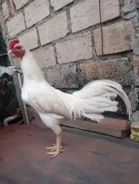 Ayam kampung putih jantan jago muda umur 7 bulan