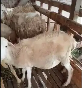 domba jantan 30 kiloan siap potong nazar akikahan sedekahan aqiqah top