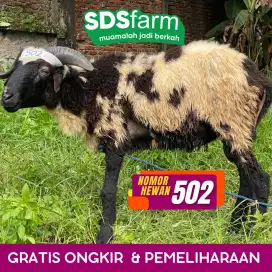 Jual Hewan Qurban 2025