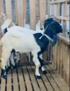 3 ekor bibit kambing etawa PE 1 jantan 2 betina TB 58cm 4 bulanan puas