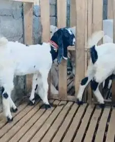 3 ekor bibit kambing etawa PE 1 jantan 2 betina TB 58cm 4 bulanan puas