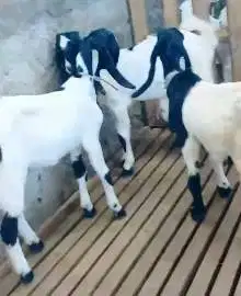 3 ekor bibit kambing etawa 4 bulanan 1 jantan 2 betina siap ternak top
