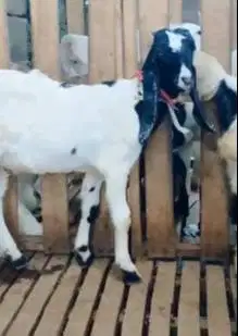 3 ekor bibit kambing etawa 4 bulanan 1 jantan 2 betina siap ternak top