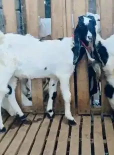 3 ekor bibit kambing etawa PE 4 bulanan 1 jantan 2 betina siap ternak