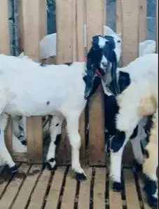 3 ekor bibit kambing etawa 4 bulanan 1 jantan 2 betina siap ternak top