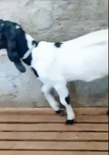 3 ekor bibit kambing etawa 4 bulanan 1 jantan 2 betina siap ternak top