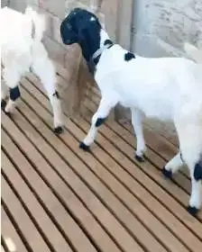 3 ekor bibit kambing etawa 4 bulanan 1 jantan 2 betina jamin manteb ok