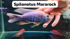 Ikan Hias membuat aquarium kalian semakin indah