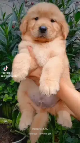 Golden Retriever Bigbone Super Stamboom