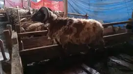 JUAL DOMBA QURBAN SEHAT