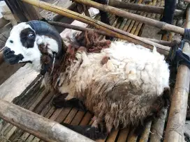 JUAL DOMBA QURBAN BANYAK PILIHAN
