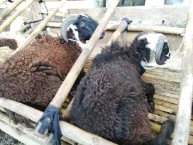 JUAL DOMBA QURBAN GRATIS PENGIRIMAN