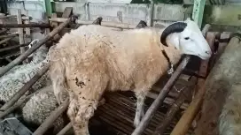 JUAL DOMBA QURBAN DUA JUTAAN