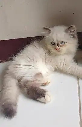Kitten Persia flatnose longhair