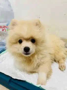 ANJING MINIPOM JANTAN