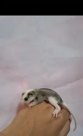 Sugar glider joey anakan